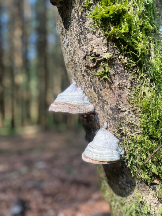 Fungo su albero